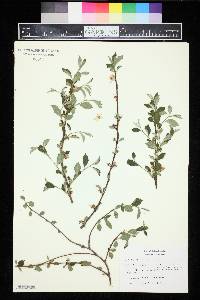 Prunus tomentosa image
