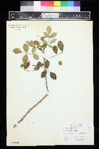 Rosa arkansana image