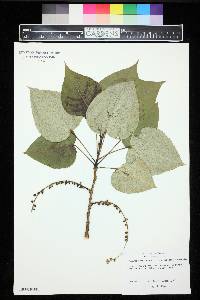 Populus balsamifera var. subcordata image