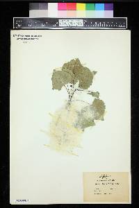 Populus fremontii image