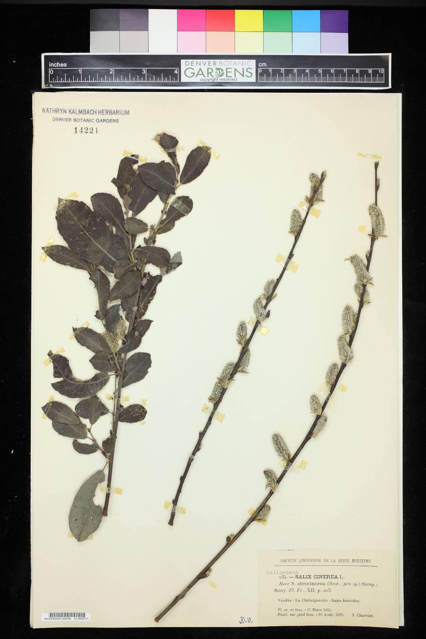 Salix cinerea subsp. atrocinerea image