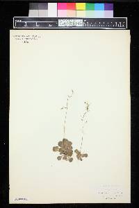 Saxifraga cuneifolia image