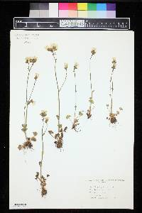 Saxifraga granulata image