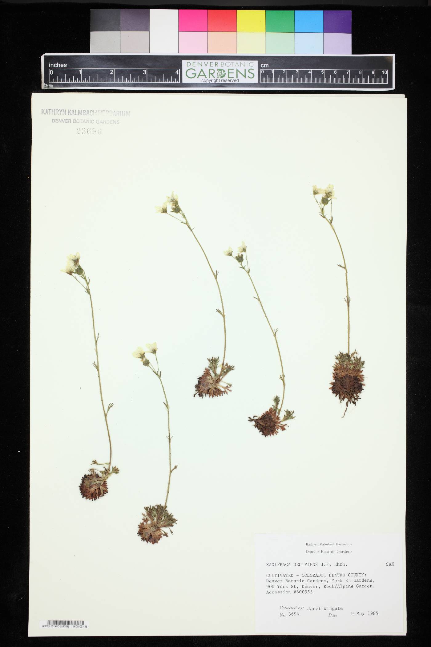 Saxifraga decipiens image