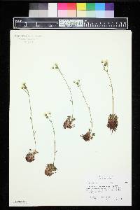 Saxifraga decipiens image