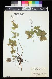 Tiarella trifoliata image