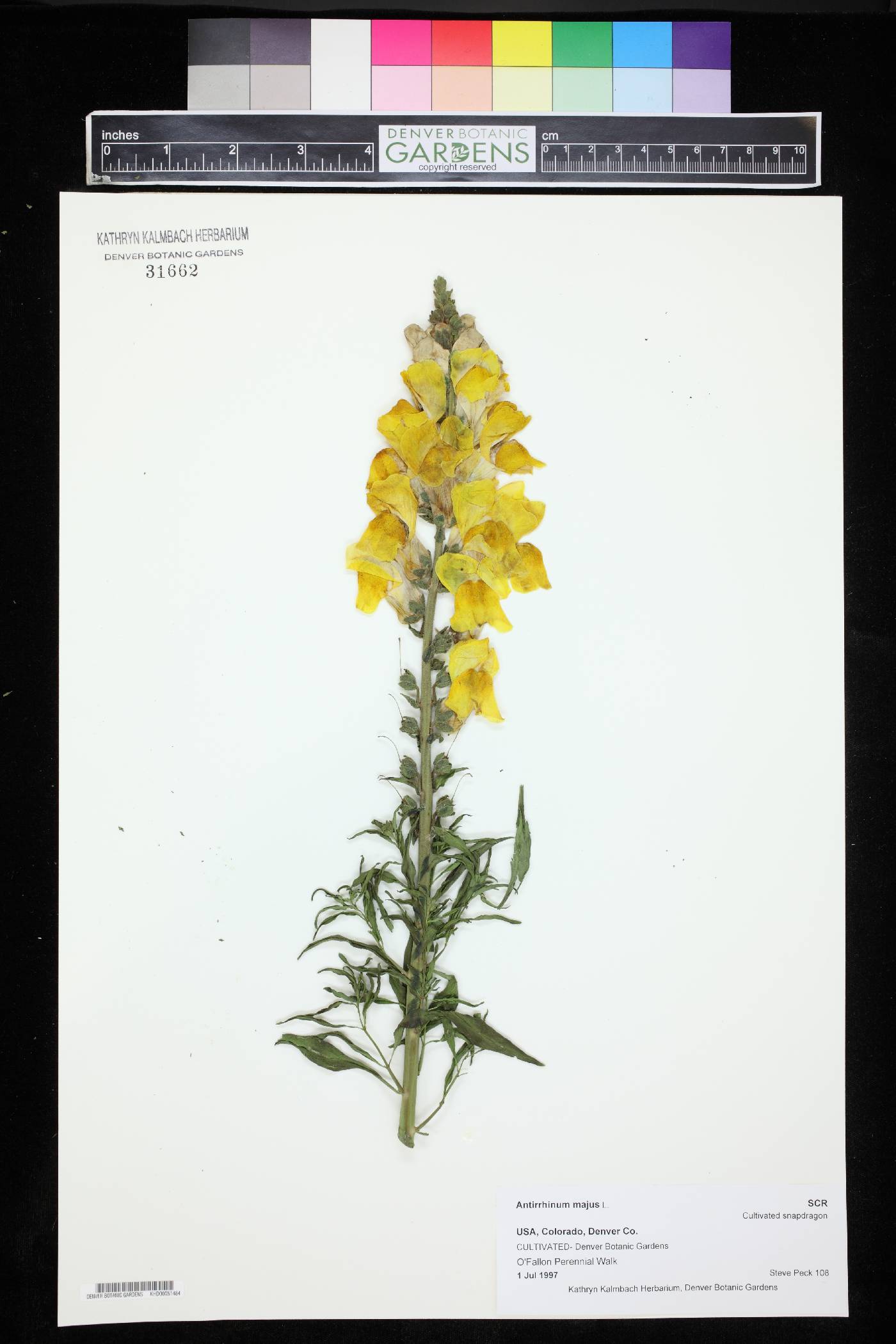 Antirrhinum majus image