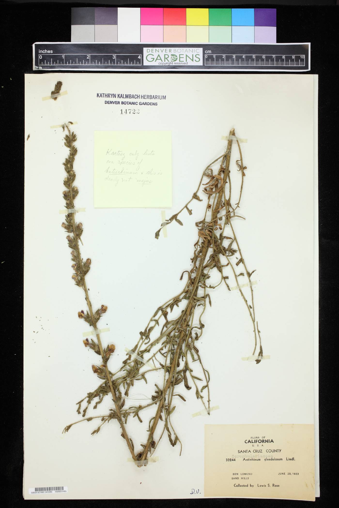 Antirrhinum glandulosum image