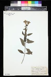 Aureolaria flava image