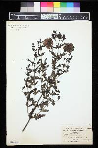 Aureolaria pedicularia image