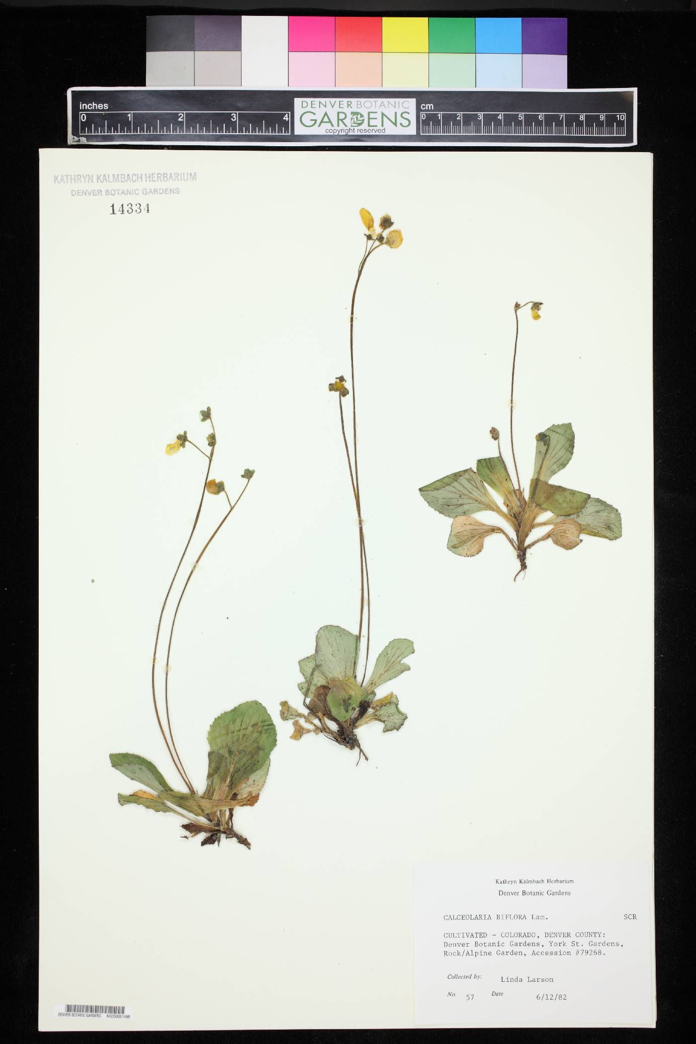 Calceolaria biflora image