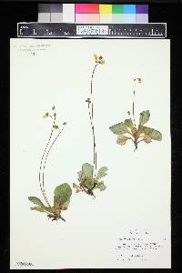 Calceolaria biflora image