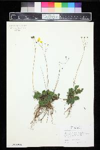 Image of Calceolaria biflora