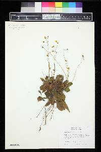 Image of Calceolaria angustiflora