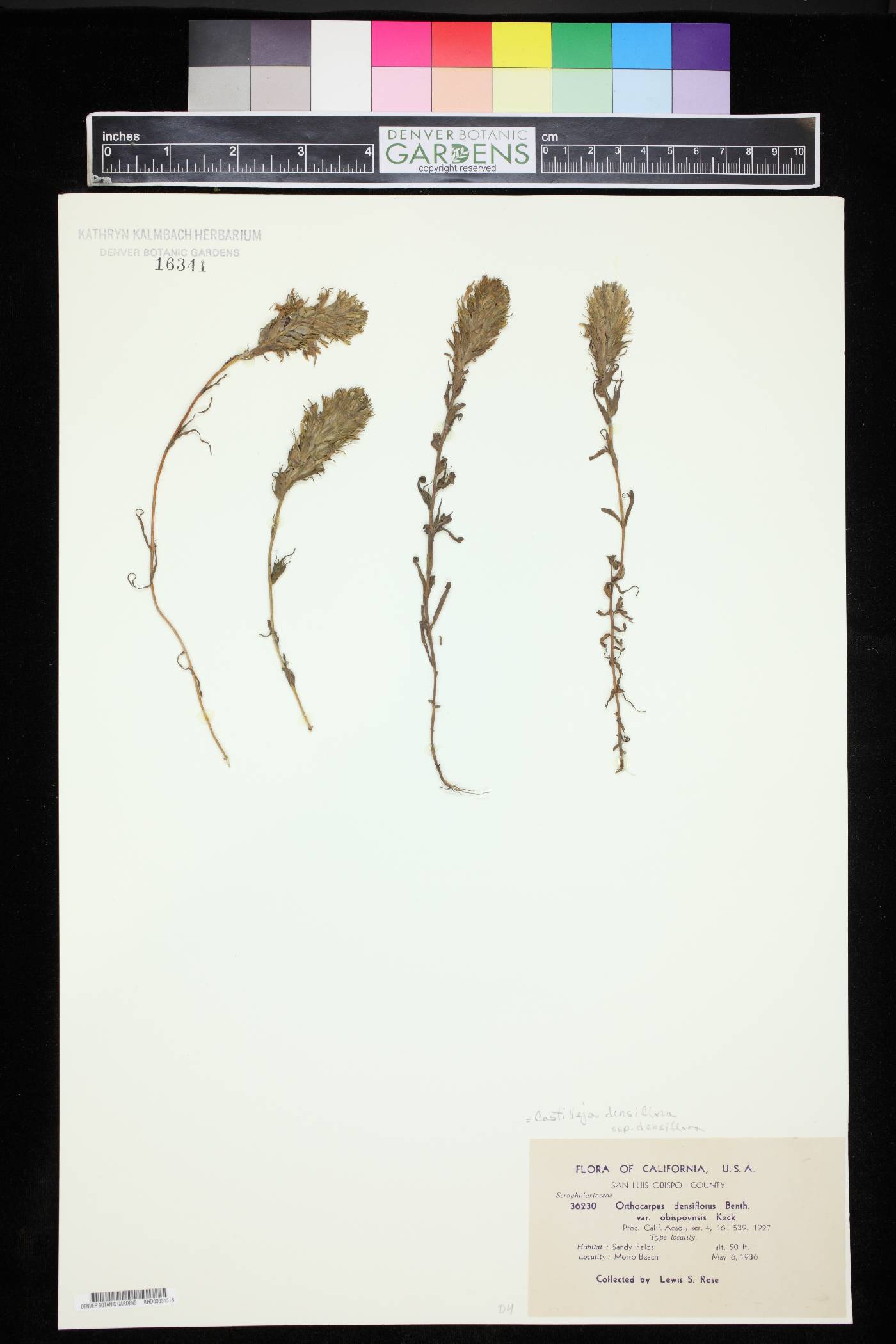Orthocarpus densiflorus var. obispoensis image