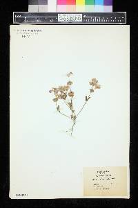 Collinsia bicolor image