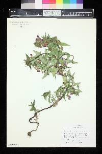 Collinsia heterophylla image