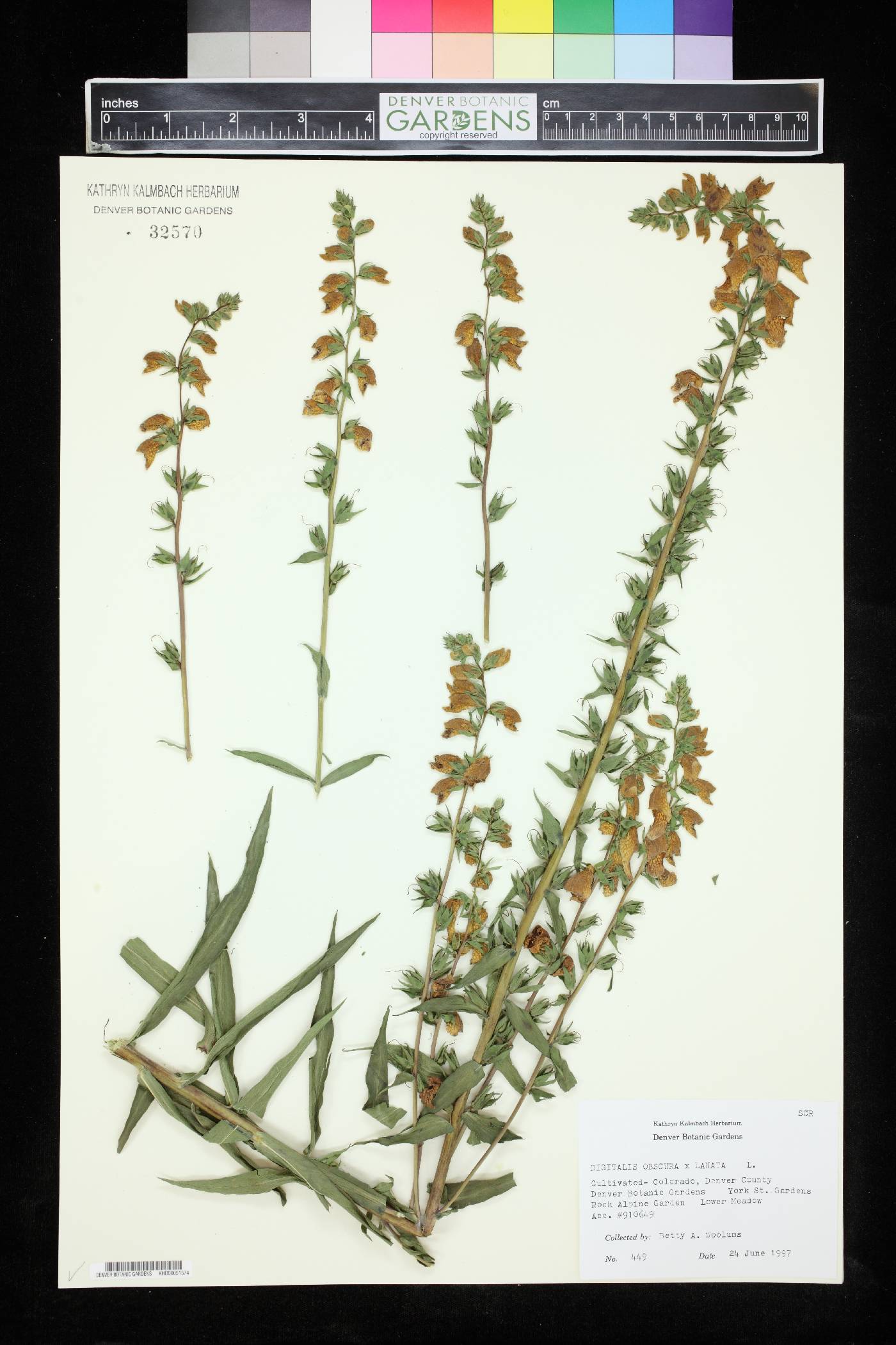 Digitalis obscura image