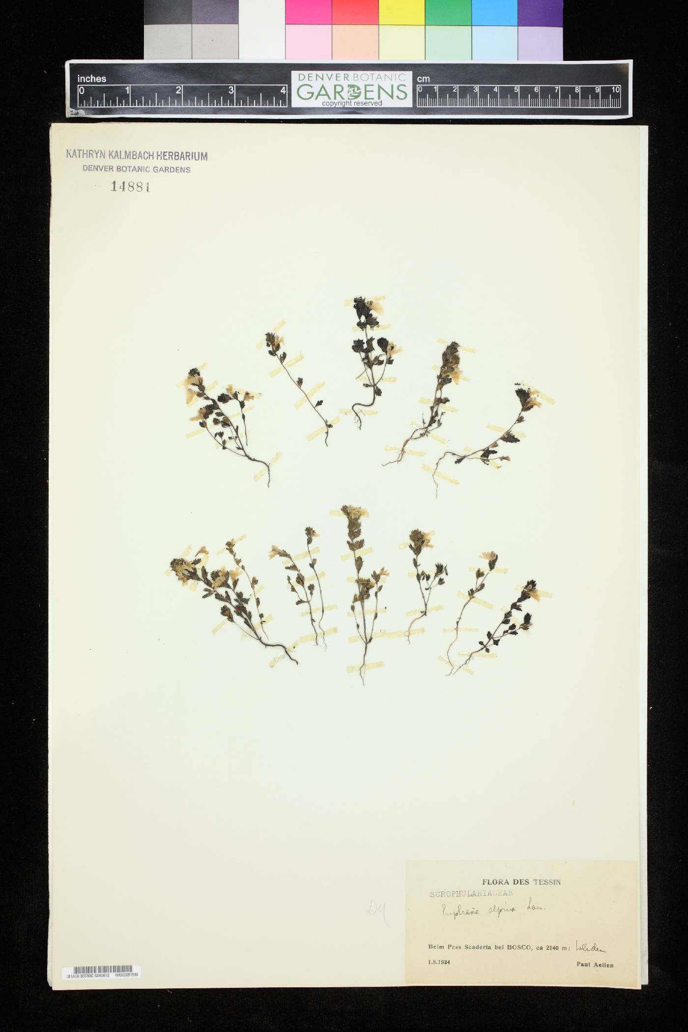 Euphrasia alpina image