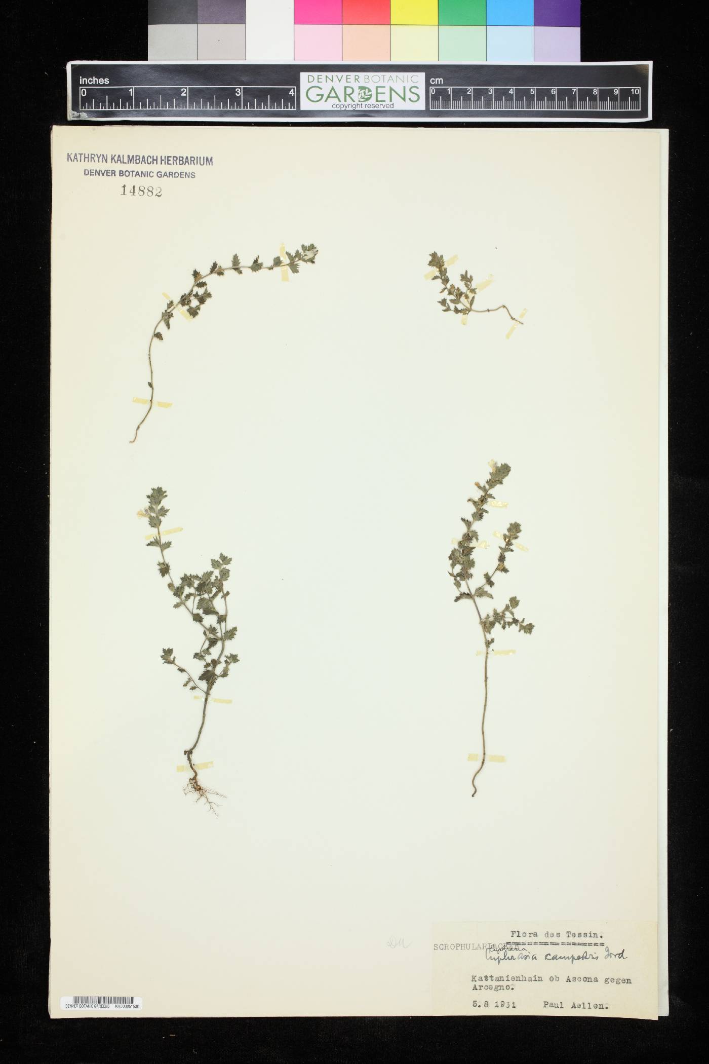 Euphrasia officinalis subsp. campestris image