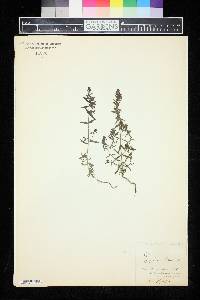 Odontites vulgaris subsp. vulgaris image