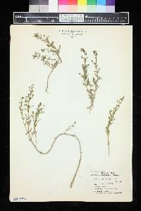 Gratiola drummondii image