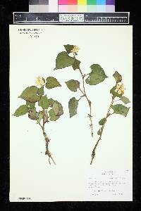 Houttuynia cordata image