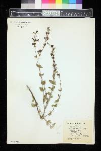 Penstemon lemmonii image