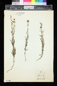 Linaria repens image