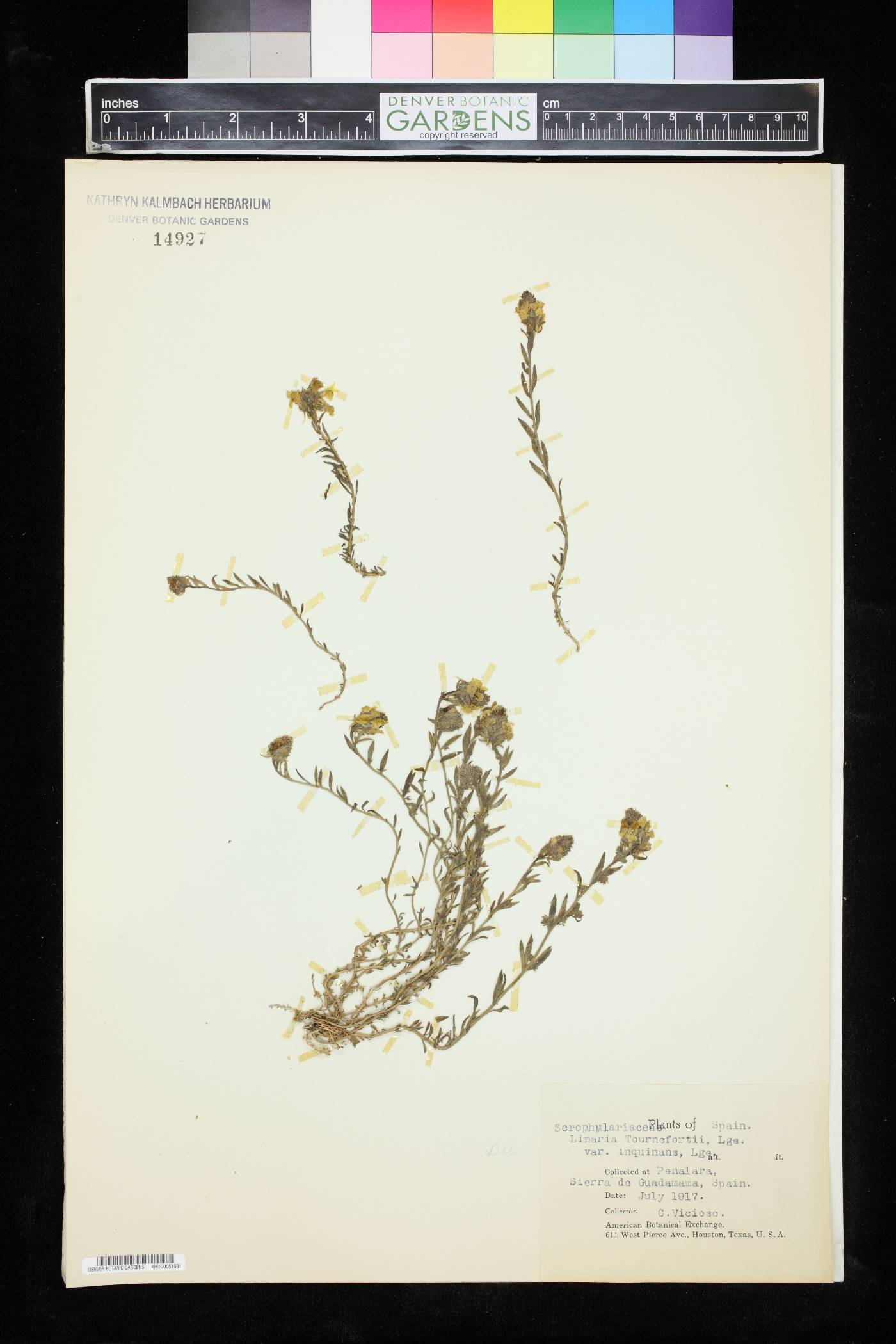 Linaria saxatilis image