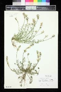 Linaria alpina image