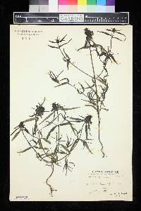 Image of Melampyrum cristatum