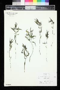 Melampyrum lineare image