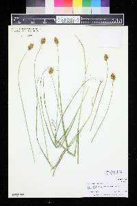 Carex bebbii image