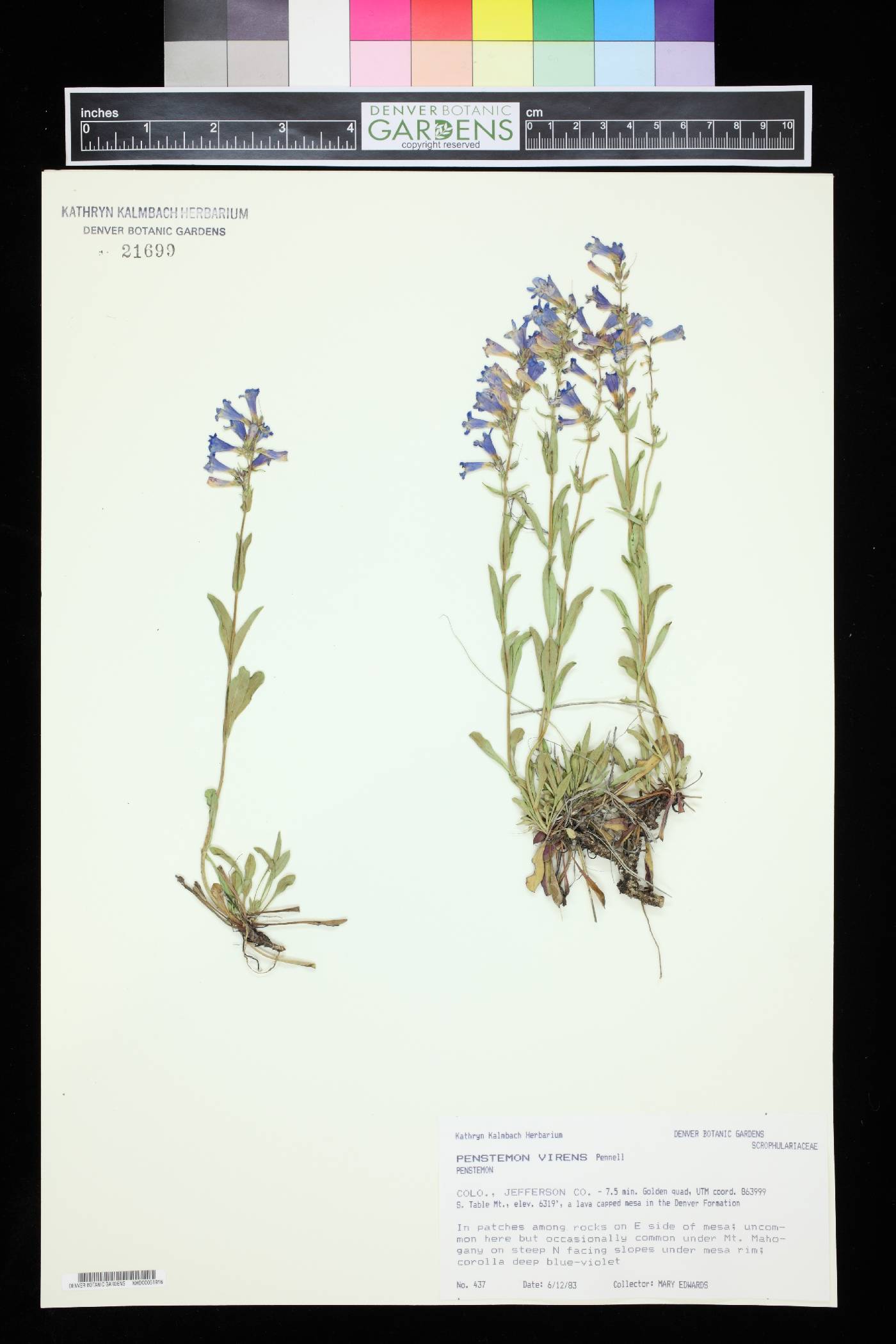 Penstemon virens image