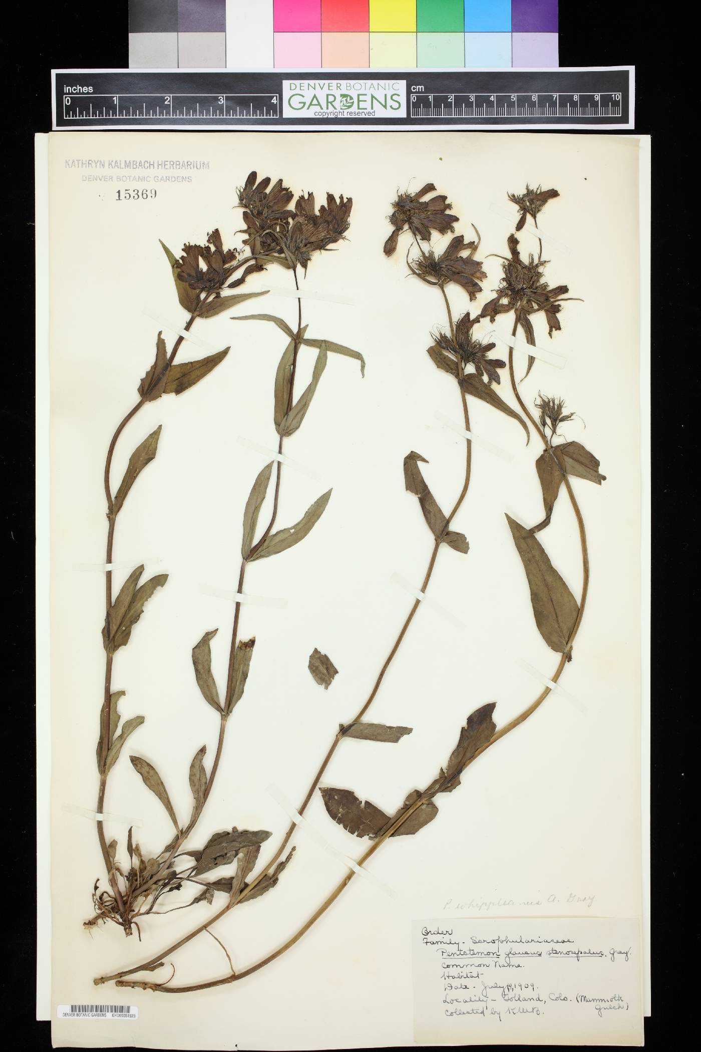 Penstemon glaucus image
