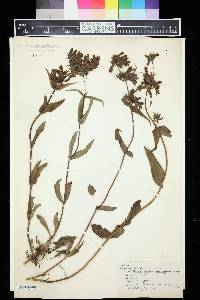 Penstemon glaucus image