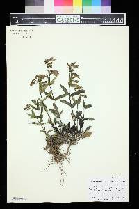 Penstemon whippleanus image