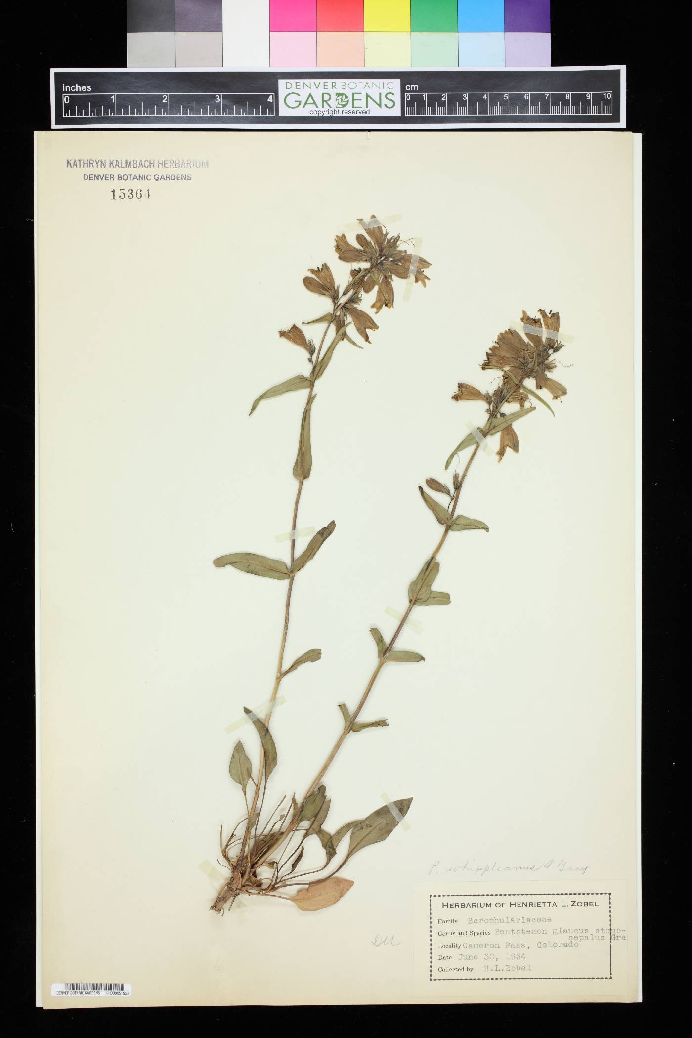 Penstemon glaucus var. stenosepalus image
