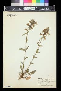 Penstemon glaucus var. stenosepalus image