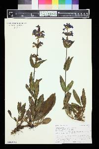 Penstemon attenuatus subsp. militaris image