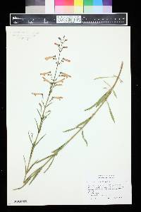 Penstemon rostriflorus image