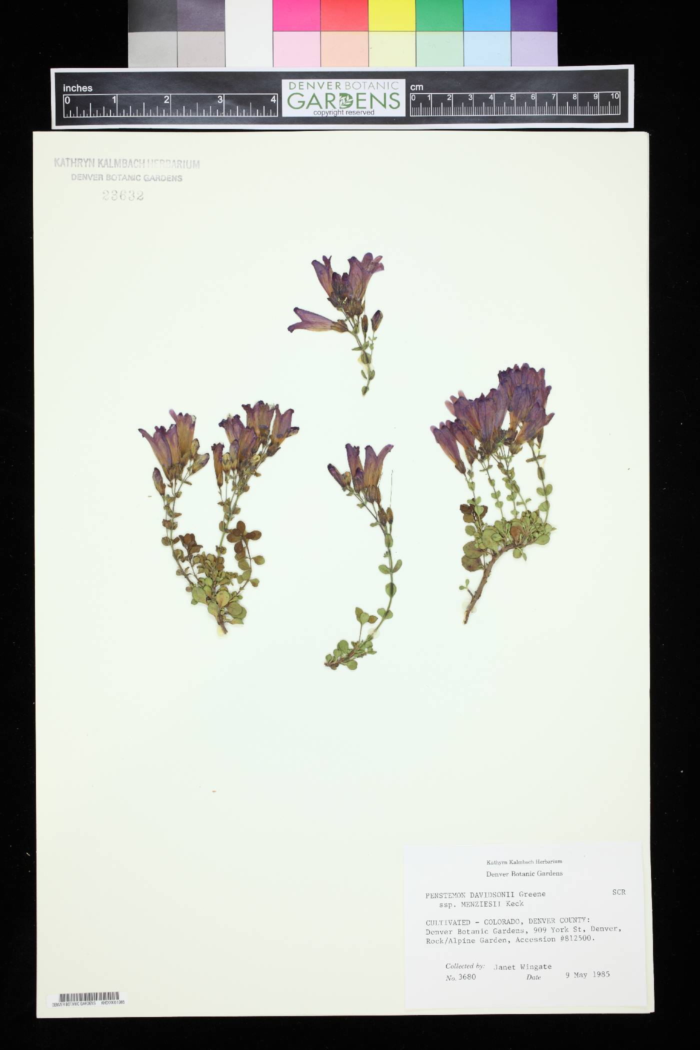 Penstemon davidsonii subsp. menziesii image