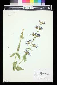 Penstemon wilcoxii image