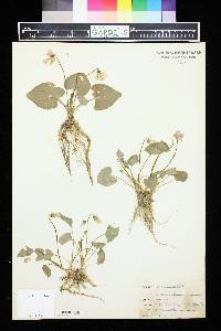 Viola cucullata image