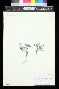 Viola purpurea subsp. venosa image