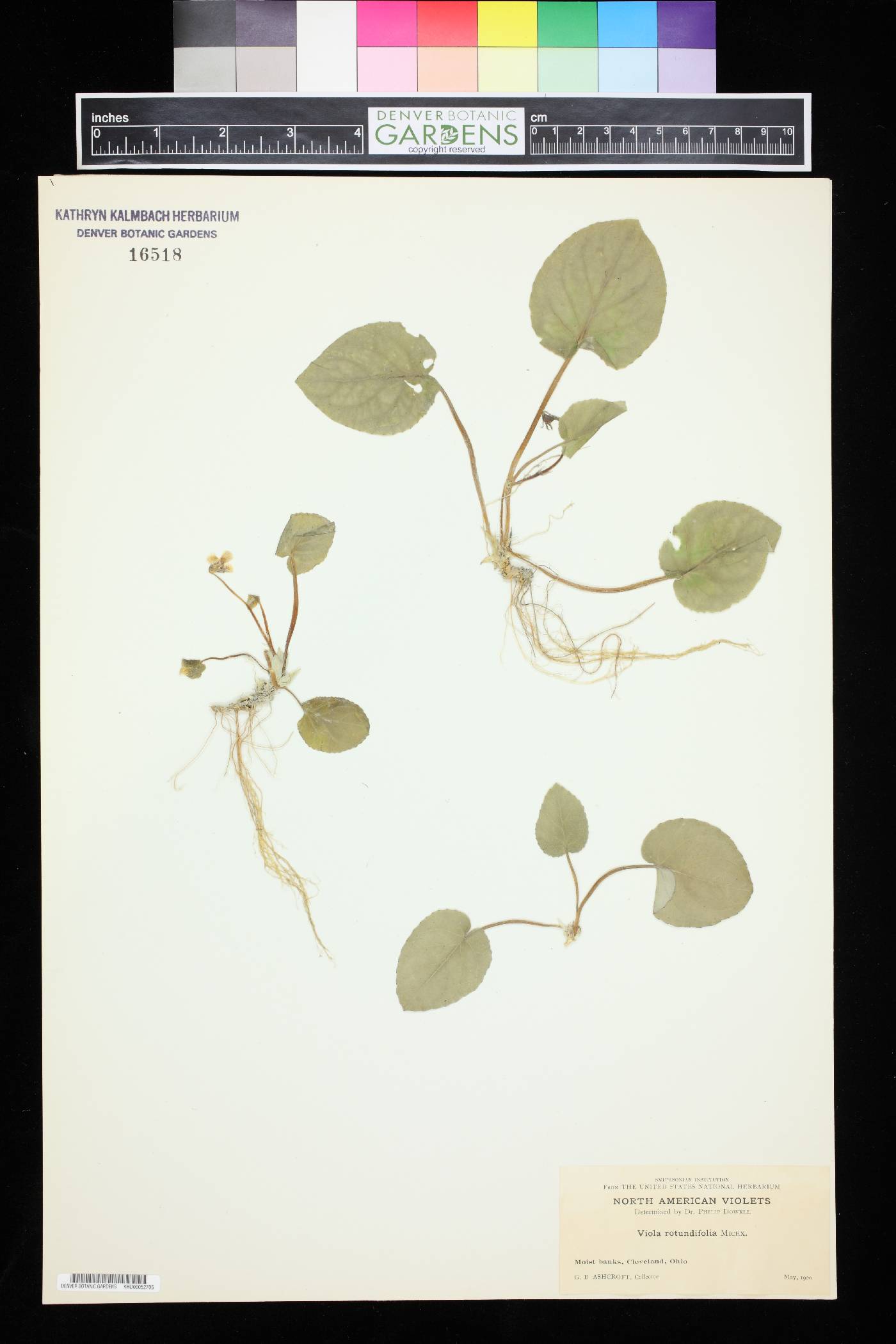 Viola rotundifolia image