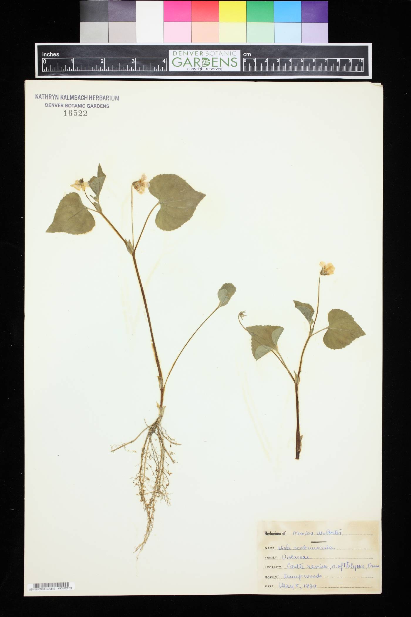 Viola scabriuscula image