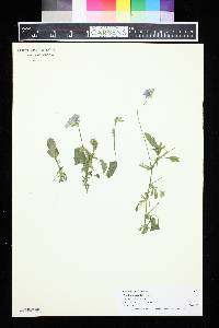 Viola wittrockiana image