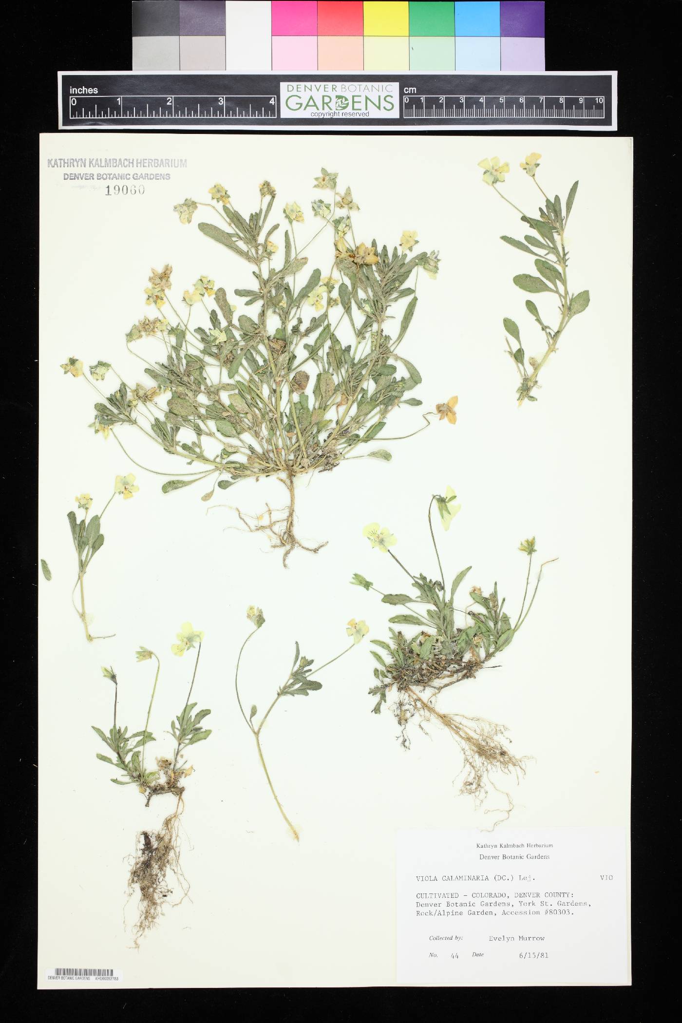 Viola lutea subsp. calaminaria image